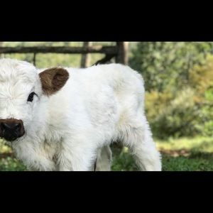 Meet your Posher, Robyn